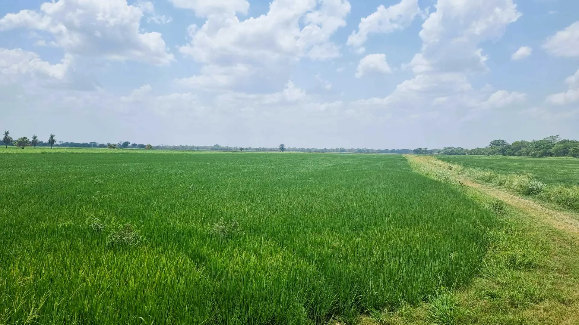 Cambio climático, política ambiental y desarrollo agrario